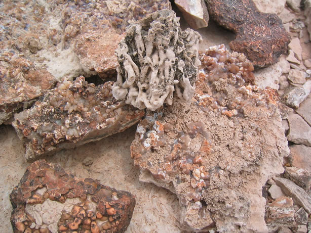 Interesting tubular formation and petrified palm.