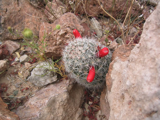 many-spined fishook cactus