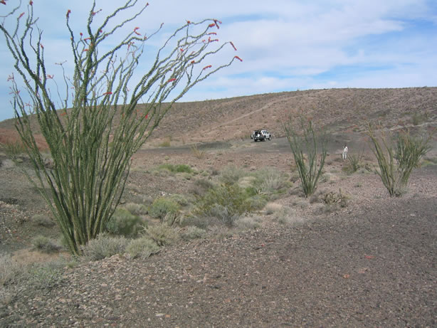 Ocotillo in bloom.