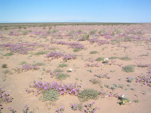 As we left Glamis the desert blooms were impressive.