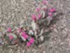 beavertail cactus (114kb)
