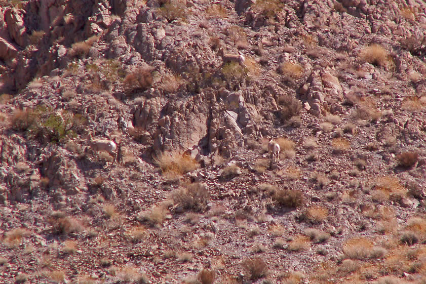 It's in this difficult terrain that he startles a group of bighorn sheep.  Can you find all three of them?  (Photo courtesy of Howard Brown.)