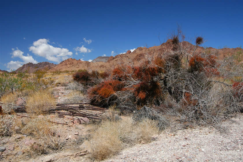 Directly across the wash from the cabin are brownish red clumps of dying desert mistletoe.