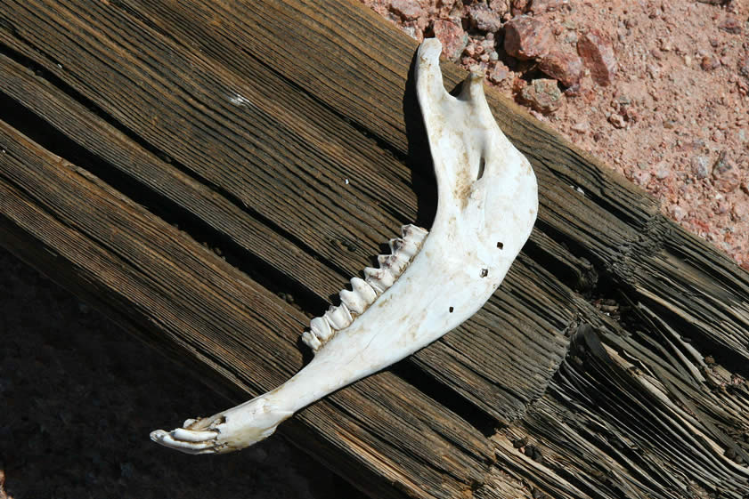 The size of the skeleton and this jawbone make us wonder if this might not be the remains of one of the bighorn sheep herd that Howard has seen further up the wash.  Maybe some of you skeleton experts can let us know your thoughts.