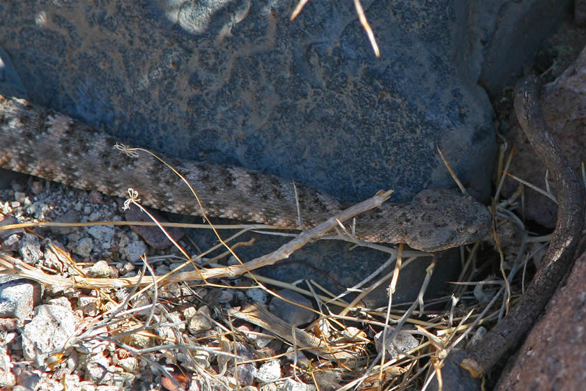 Here you can check out the great camouflage as well as the tiny eye with its vertical slit.