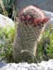 The abundant nipple cacti were almost ready to bloom. (128kb)