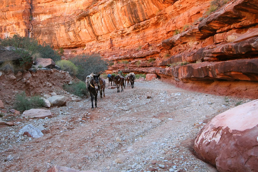 Our first encounter with an early morning pack train heading toward Hualapai Hilltop is an educational experience.  These horses move fast!  When you hear their bells, get out of the way!