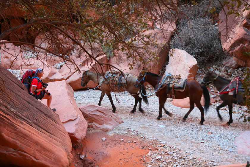 This pack train is going up to the trailhead empty.  We talked to one of the packers who told us that an empty trip takes about three hours for the eight miles up from Supai.