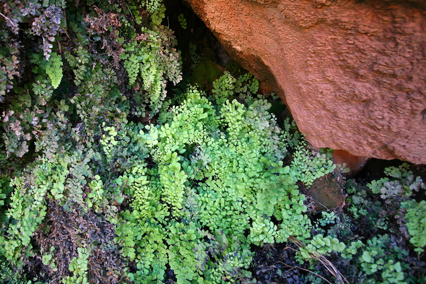 The constant spray from the falls makes a perfect habitat for lacy ferns.