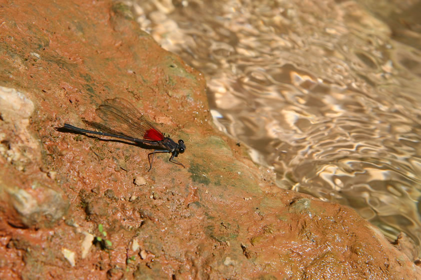 As you might expect with all this water around, there were lots of brilliantly colored damselflies and dragonflies.
