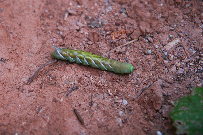 Considering all of the leafy vegetation nearby this should be caterpillar heaven!