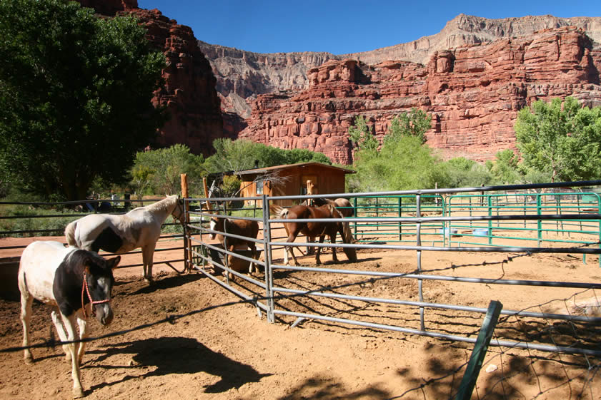 The two miles pass quickly and we soon find ourselves at the edge of Supai village.