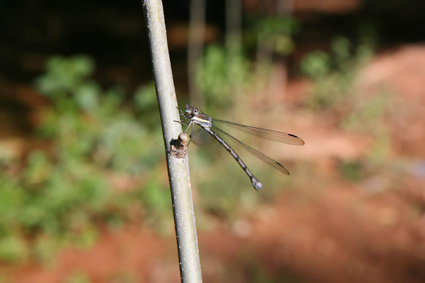 Of course, whenever you have that much water the proliferation of insects will draw a crowd of damselflies.