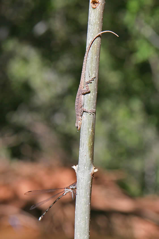 And all those damselflies seem to attract lizards!  So it goes!