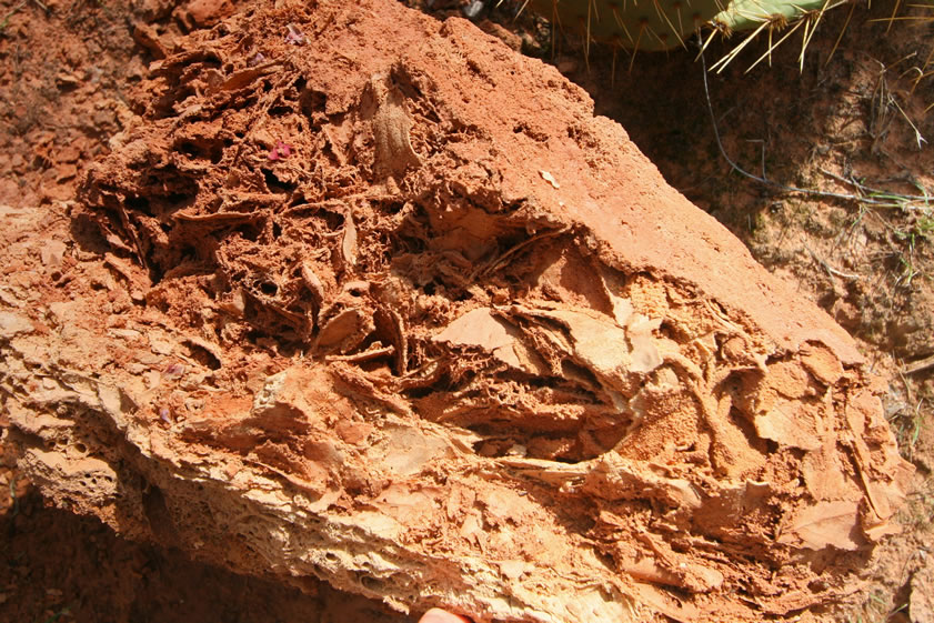 A hash of twigs, branches and leaves that became cemented together as fossils by the constant deposit of limestone from the water.