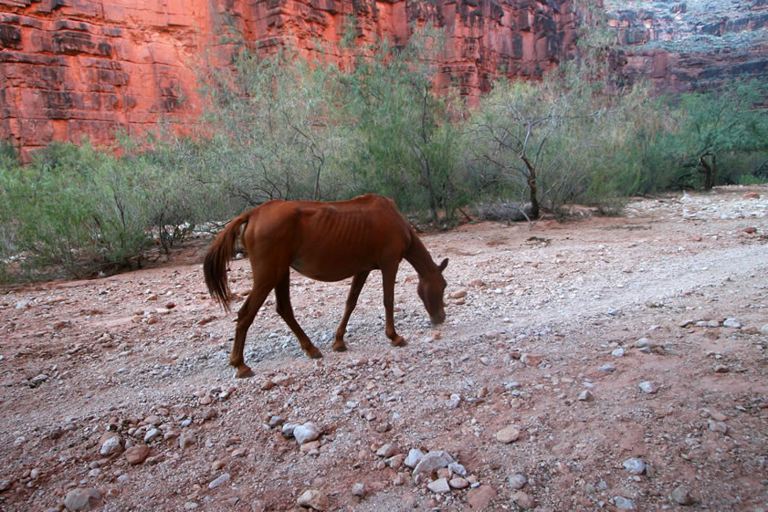 This stray horse is quite a way from home.  One of the passing pack trains will pick him up and return him to the village.