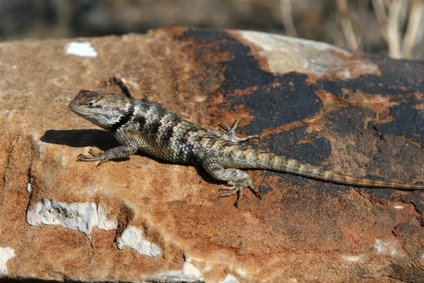 We've left the lowlands behind as we crest  5,300'  Emigrant Pass.  This lizard gives the Lizardmobile an amorous look as it soaks up the morning warmth.