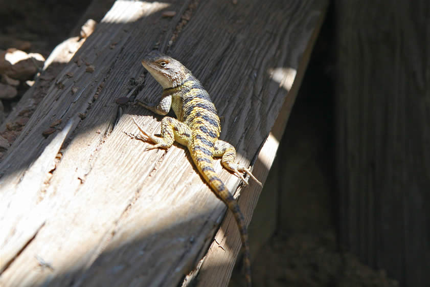 This frisky lizard seems to welcome our company and keeps hanging around as we explore the shade structure.