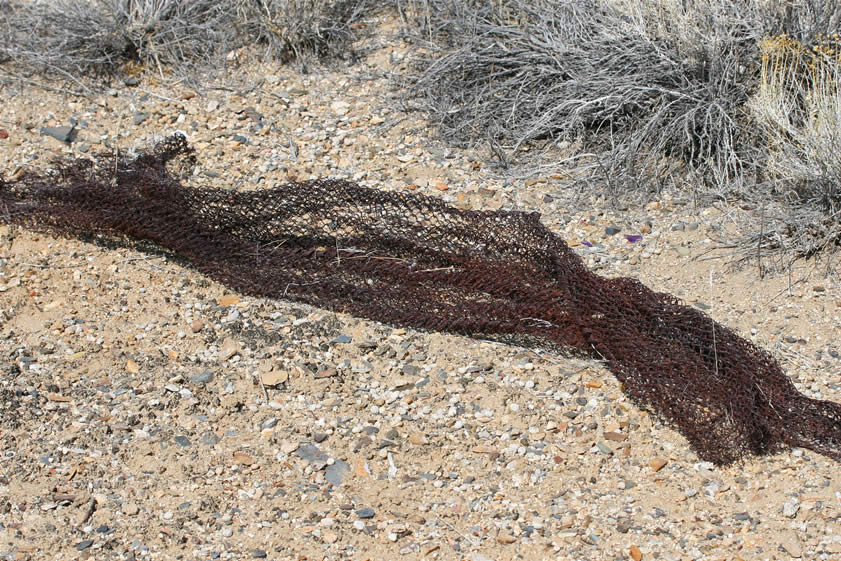 The very distinctive woven wire mattress which is seen frequently at early 1900's sites in the back country.