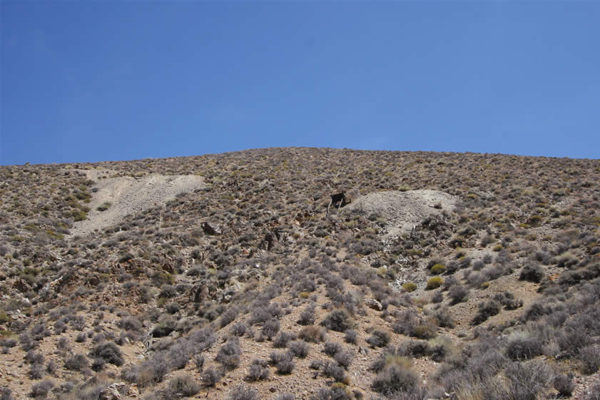 The other workings of the Napoleon Mine are high on the hillside and quite difficult to reach.