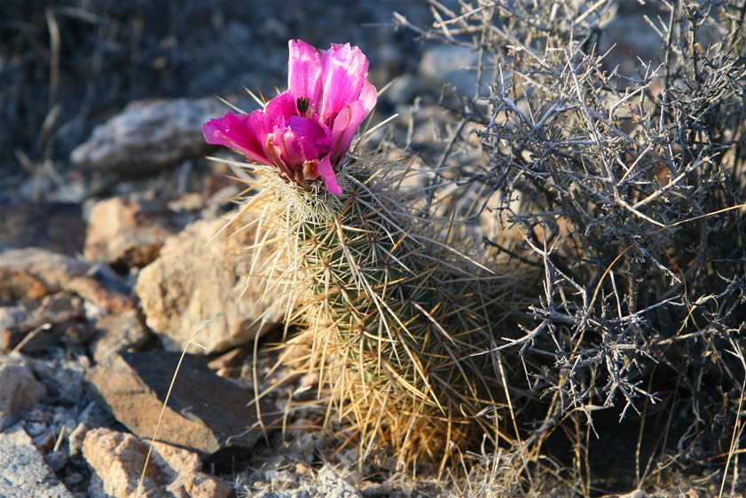 After dinner Niki prowls along the ridgeline and comes across a photogenic cactus.