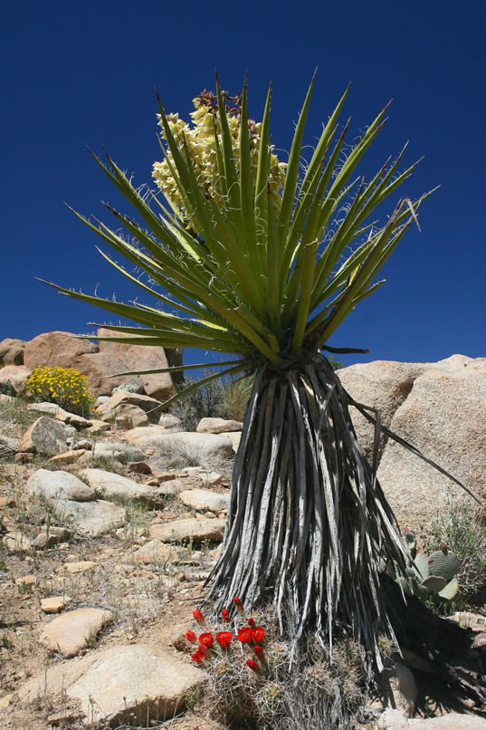 The creamy white yucca blossoms are added to by the vibrant red-orange of the hedgehog cactus.