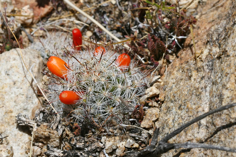 Nearby we make another stop to admire a small fishhook cactus that has several red fruit.  The rest of the hike continues to be enlivened by plenty of other colorful and unusual blossoms.