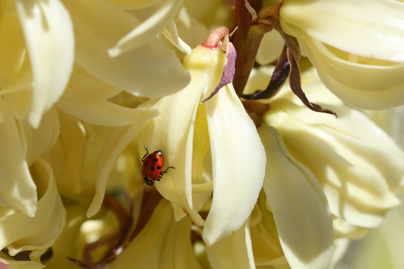 The red lady bug really stands out against the creamy white yucca blossom.