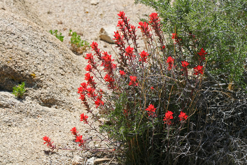 Well, our flower tour has lasted all the way back to Split Rock!  With this last photo of the Indian paintbrush, we return to the picnic area with the intent of taking a group photo.  However, as you will see in the next photo, we get interrupted!