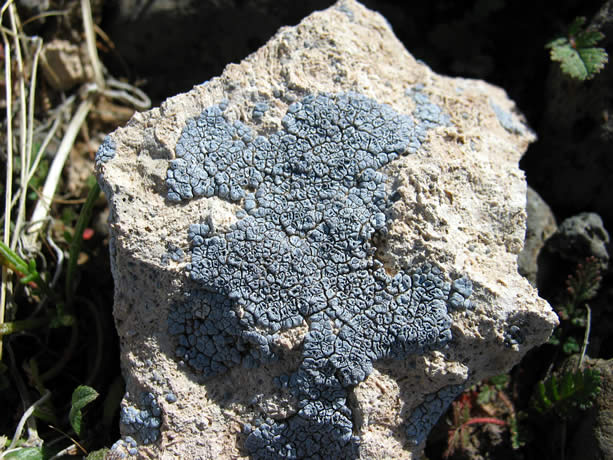 On the hike out to the tank we came across some lavender lichen.