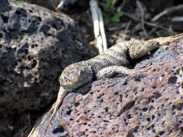 A squeak from Niki turned out to be caused by a desert spiny lizard.