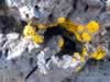 More lichen. (73kb)