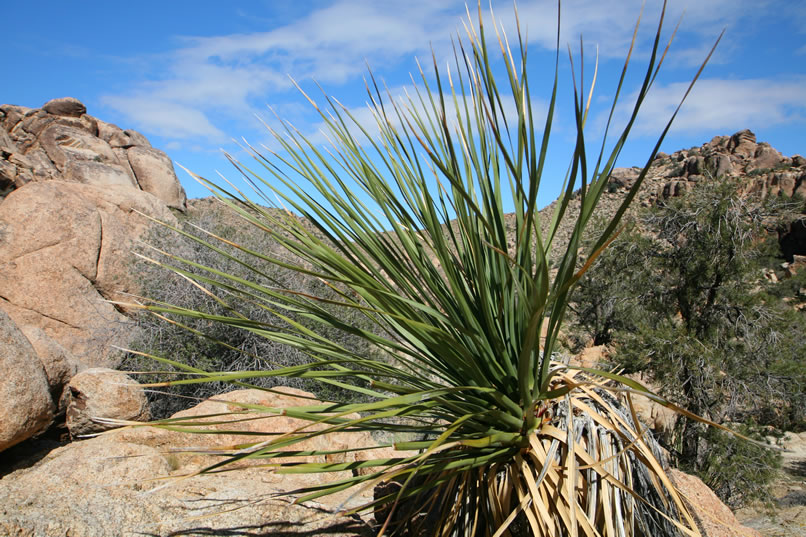 We get off to a slow start due to some stops to take pics of the varied flora of the valley.