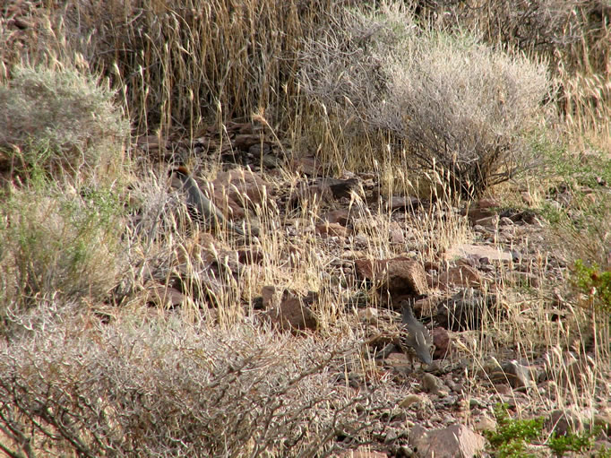 We saw quail and chukar all day long.  Can you spot a couple of quail in this shot?
