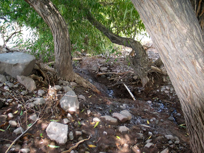 There was no single point of origin, but rather lots of pools and rivulets.  It must be very pleasant under these trees in the summer.