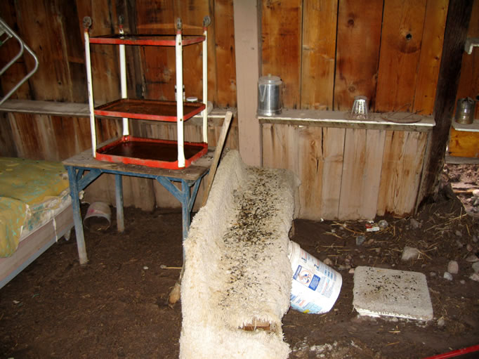 This faux lamb's wool sitting area looks like it's covered in raisins........no, it's packrat poop again!