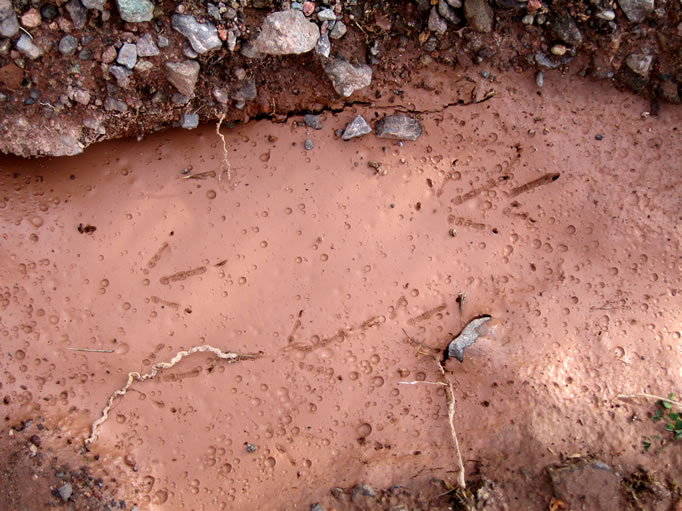 The mud provided lots of tracks to examine.  These are quail tracks.