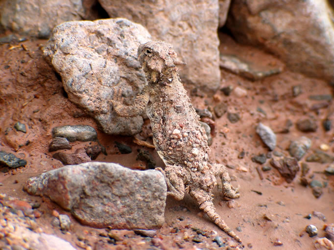 We spot a well camoflaged horned lizard.
