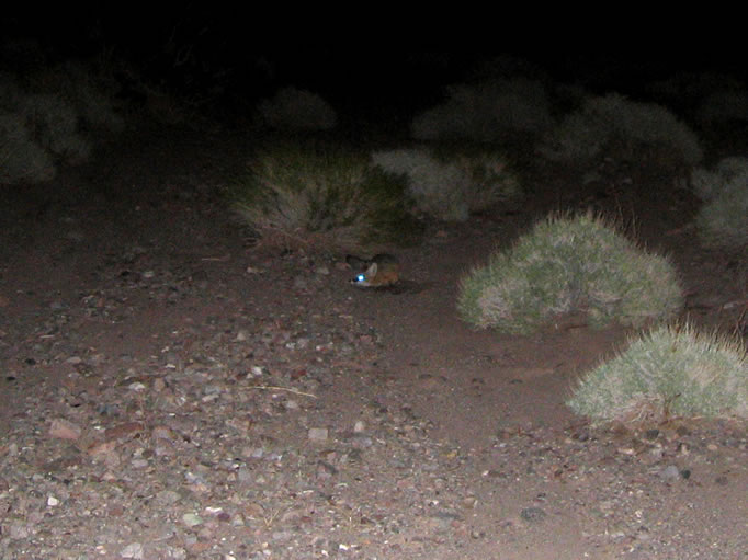 Niki had just peed in the wash down from the truck, and as we settled into our bags I turned on my LED headlamp to check on a noise.  To my astonishment, I saw two brilliant eyes reflecting back as they slinked and bounded directly to the spot where Niki just tinkled and then proceeded to roll in it!  The only camera we had handy didn't have a great flash, but you can still make out our kit fox visitor!