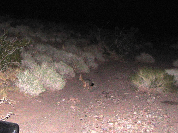 This was a first for us!  We put out some tuna for it, but it wasn't interested.  Only that damp pee spot just to the right edge of the photo was good enough to attract this little guy.  The rest of the night, except for two bright "shooting stars," was uneventful.