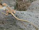 collared lizard at Rodman petroglyph site