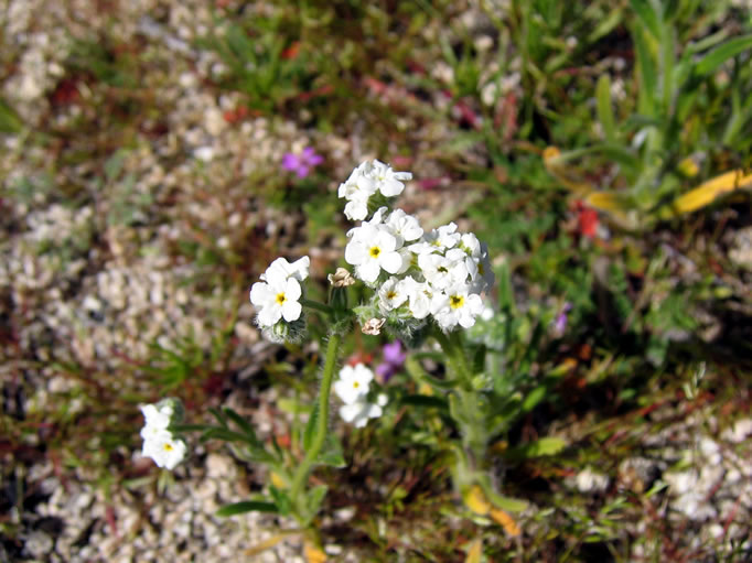 forget-me-nots