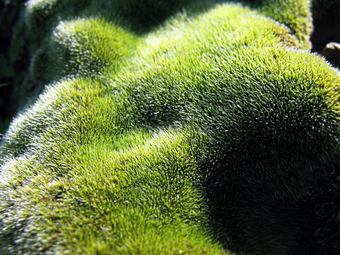 Patches of moss could be found in shaded nooks on rocks.