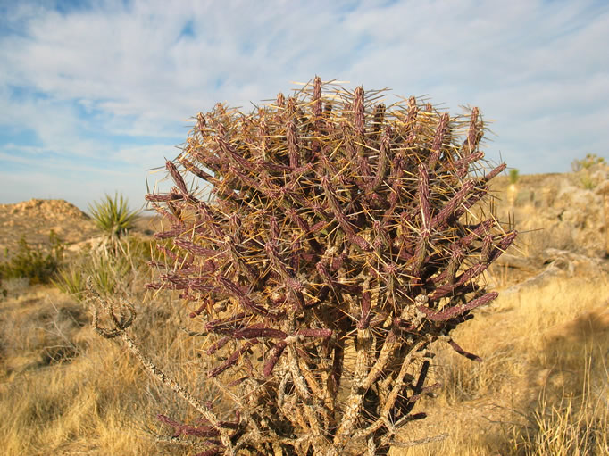 The late afternoon sunlight picks out the delicate color on this cholla as we return to our vehicles.
