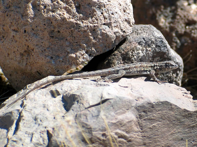 A lizard sunning itself on a nearby rock. 