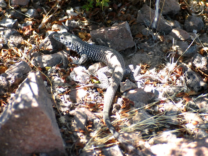 Great Basin whiptail 