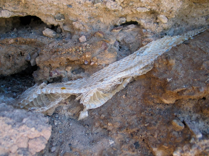 Snake skin draped in a hollow in the side of the wash. 