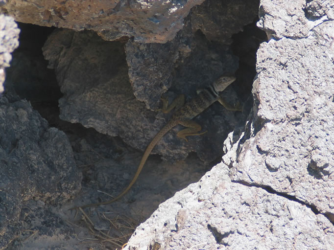 A giant collared lizard. 