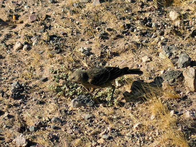 A bird wandered by our campsite to check us out. 