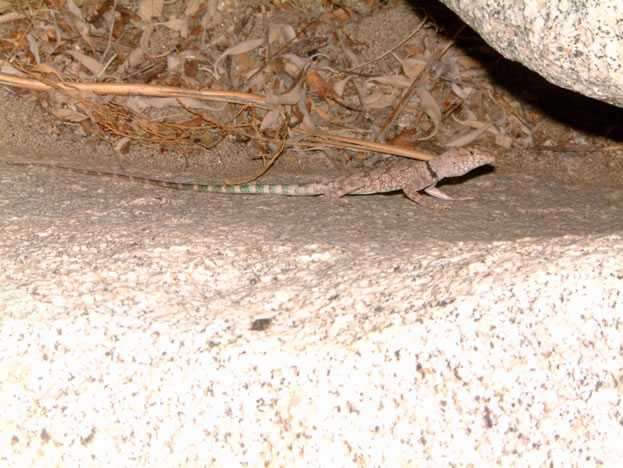 banded rock lizard